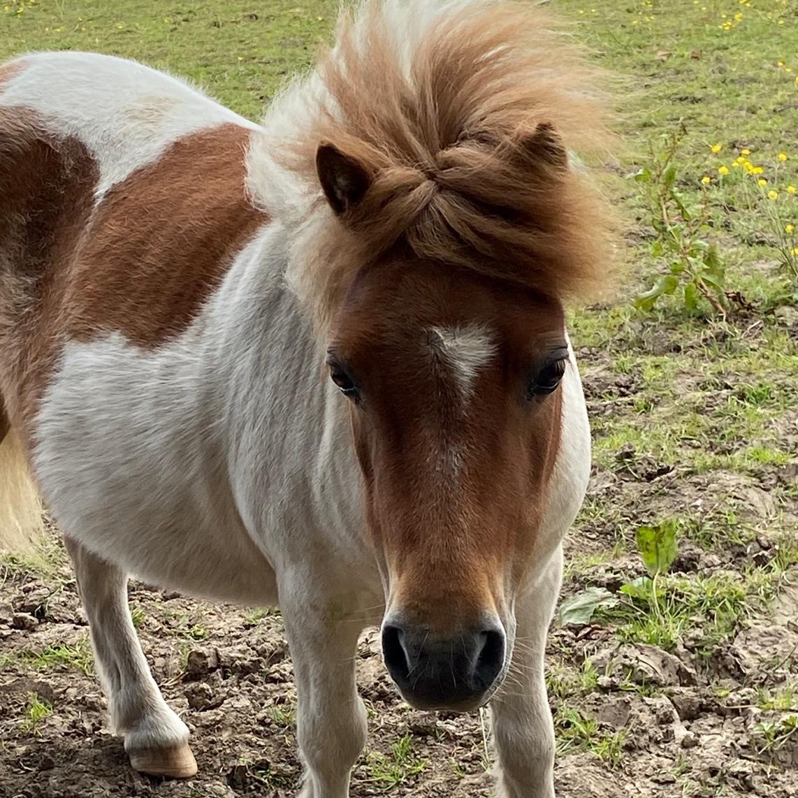 Tinkerbell (Uddingston)